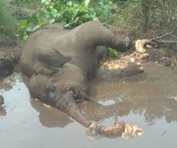 Gajah Sumatera tewas dengan kondisi perut pecah (Foto: Istimewa/ Rimba Satwa Fondation) 