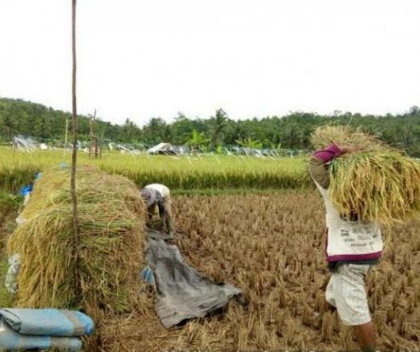 Ilustrasi petani memanen padi. Foto: Antara.