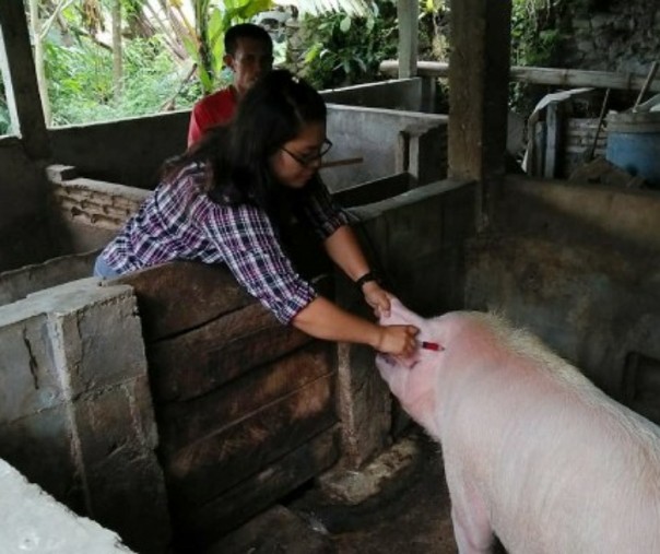 Pemkab Tapanuli Utara saat memberi Vaksin pada babi. Foto: Istimewa.