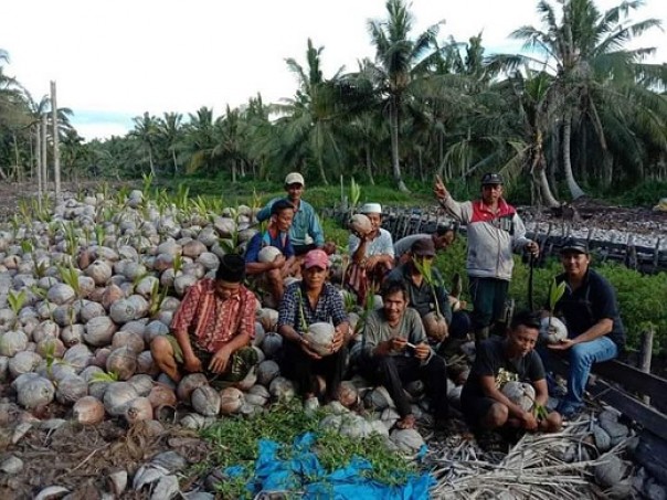 Para petani kelapa di Inhil