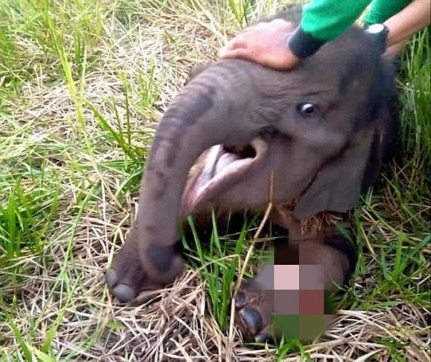Gajah jantan berusia 1 tahun terkena jerat di kaki (Foto: Istimewa/BBKSDA)