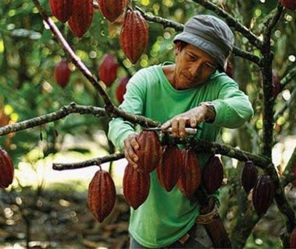 Petani memanen kakao (Foto: Istimewa/internet)