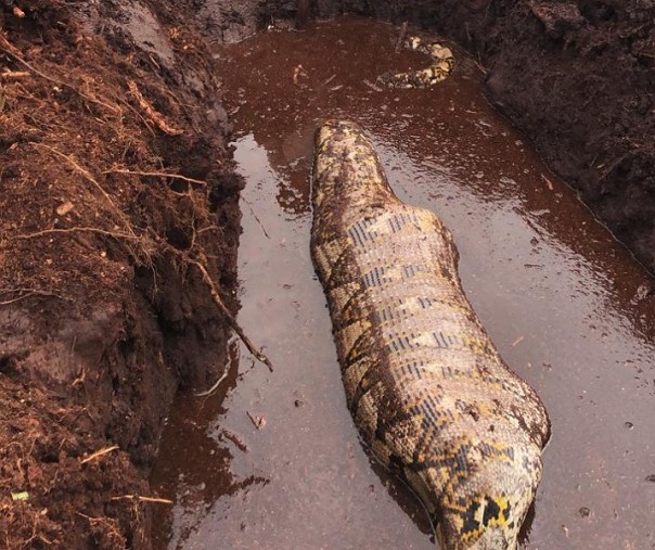 Penampakan ular piton sehabis memangsa babi hutan (Foto: Istimewa/BBKSDA