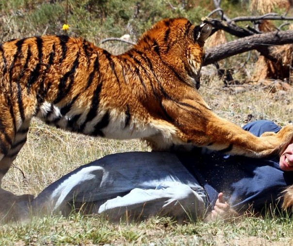 Ilustrasi harimau sumatera (Foto: Istimewa/internet)