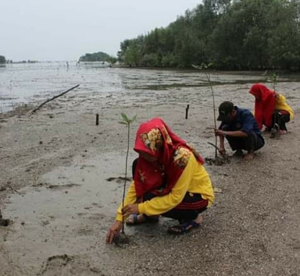 Siswa dan aktivis lingkungan menanam bibit magrove berupa pohon bakau