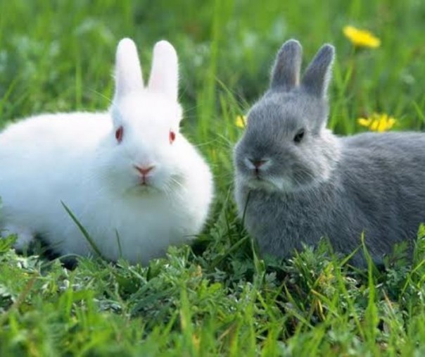 Ilustrasi kelinci (Foto: Istimewa/internet)