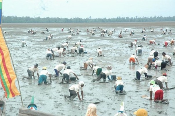 Kegiatan Menongkah di Desa Tanjung Pasir Kecamatan Tanah Merah Inhil