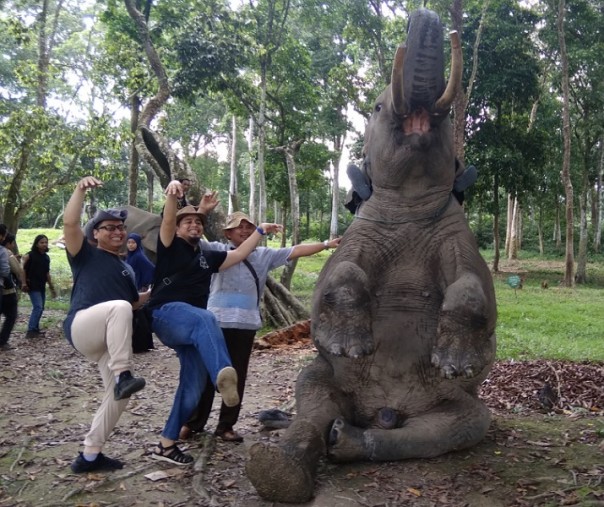 Gajah jantan bernama Robin saat melakukan atraksi duduk di Taman Wisata Alam Desa Buluh Cina, Kecamatan Siak Hulu, Kabupaten Kampar, Riau. Foto: Surya/Riau1.
