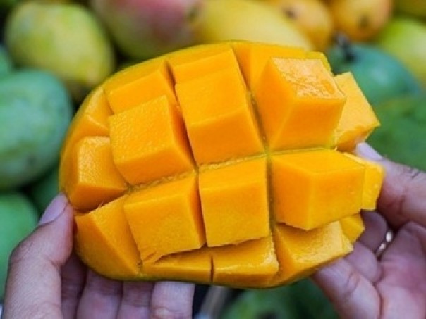 Ilustrasi buah mangga
