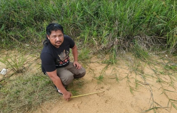 Temuan jejak harimau oleh BBKSDA Riau yang telah menjauh dari pemukiman warga di Kampar