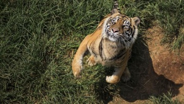 Ilustrasi Harimau Sumatera.