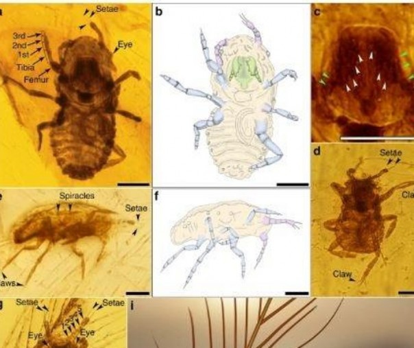Kutu yang ada pada fosil bulu dinosaurus [Foto: Istimewa/internet]