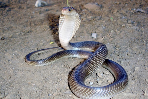 Semakin Merajalela, Puluhan Kobra Ditangkap Setelah Meneror Warga di Bogor