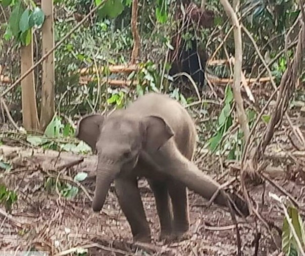 Anak gajah, yang terluka akibat terkena jeratan pemburu di Inhu, Riau (ist)
