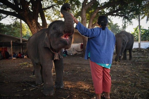 Meski Dianggap Suci, Populasi Gajah di Thailand Akhirnya Rusak Karena Hal Ini