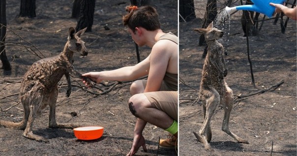 Viral, Seekor Kanguru Meminta Bantuan Akibat Kebakaran Hutan yang Mematikan di Australia