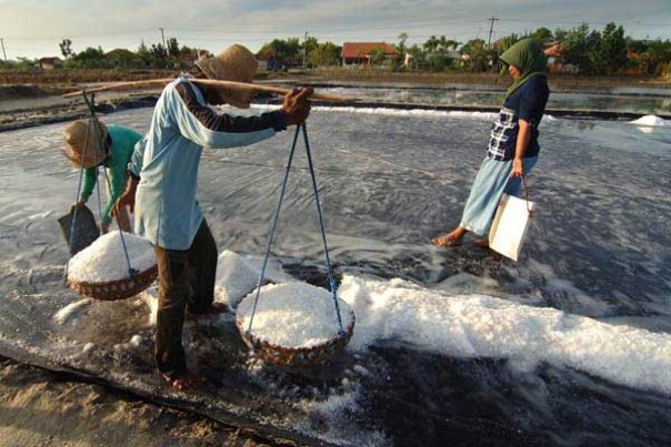 Aktivitas petani garam di Madura, Jawa Timur. 