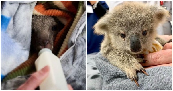 Perajin Di Seluruh Dunia Bersatu Untuk Membuat Selimut dan Kantung Untuk Bayi  Koala dan Kanguru di Australia