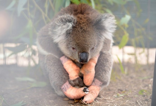 Foto-Foto Koala Akibat Kebakaran Hutan di Australia, Menghancurkan Hati Jutaan Orang