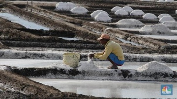 Ilustrasi petani garam. 