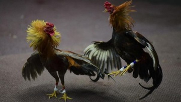 Ilustrasi sabung ayam.