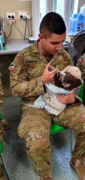 Kisah Para Tentara Australia Memberi Makan Koala yang Diselamatkan Dari Kebakaran Hutan Jadi Viral