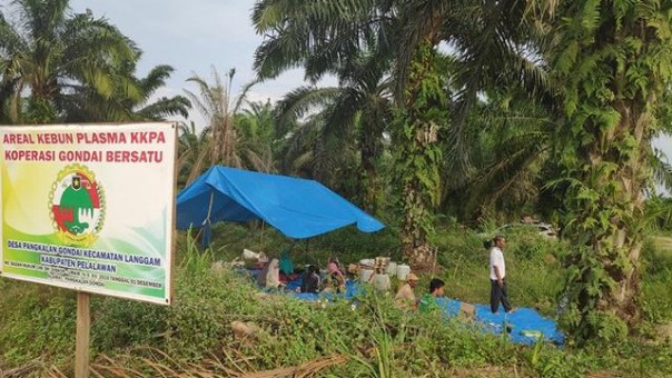 Petani di Desa Pangkalan Gondai, Kecamatan Langgam, Pelalawan yang menolak eksekusi lahan (Foto: int)