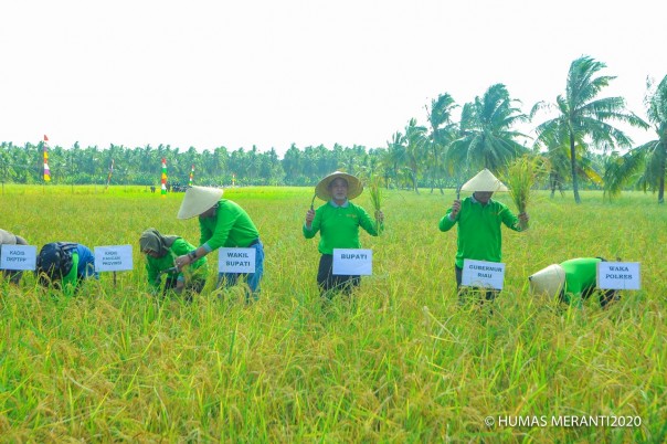 Panen raya padi di Desa Bina Maju dan Desa Segomeng Kecamatan Rangsang Barat Meranti
