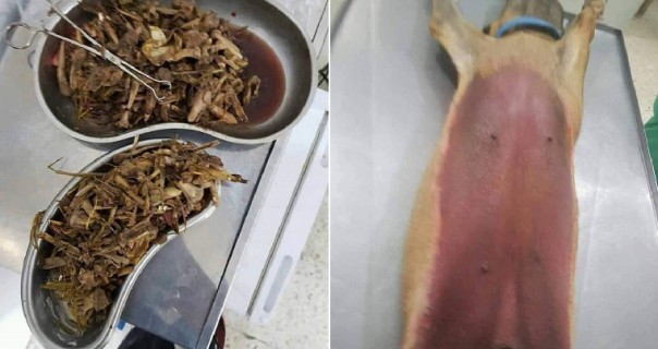 Wanita Ini Memperingatkan Bahaya Memberi Makan Tulang Pada Anjing, Karena Bisa Menyebabkan Hal Mengerikan Seperti Ini