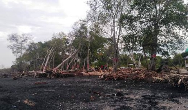 Kondisi Pantai Senekip Bantan Bengkalis yang mengalami abrasi