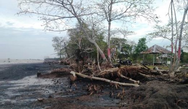 Kondisi Pantai Senekip Bantan Bengkalis yang mengalami abrasi