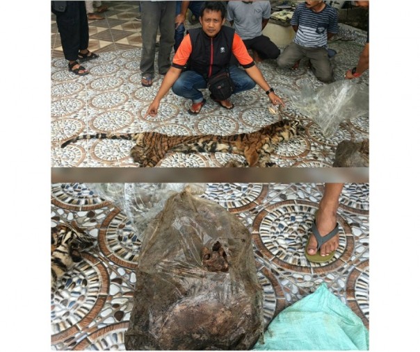 Anggota Ditreskrimsus Polda Riau menunjukkan barang bukti organ harimau yang disita dari pelaku