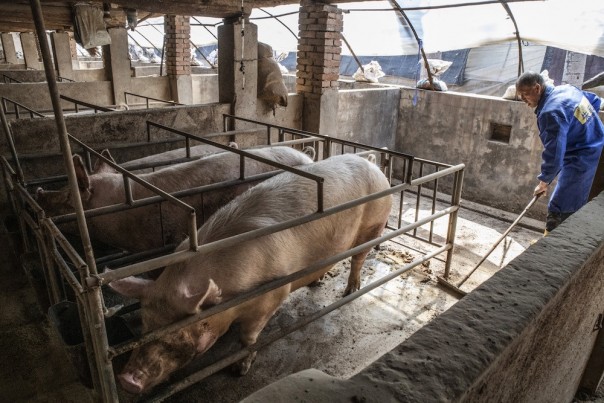 Pasar Daging Babi Vietnam Menderita Virus Demam Babi Dari Afrika