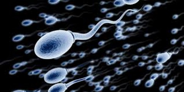 Penelitian : Makanan Berlemak dan Manis Jadi Penyebab Utama Menurunnya Kualitas Sperma