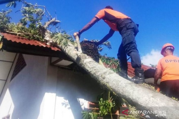 Petugas membersihkan pohon tumbang menimpa bangunan di Nagari Maninjau, Agam. 