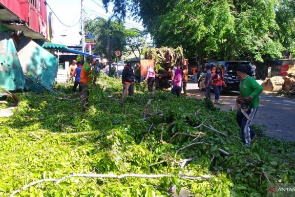 Pohon tumbang akibat angin kencang di Kota Padang, Sabtu. 