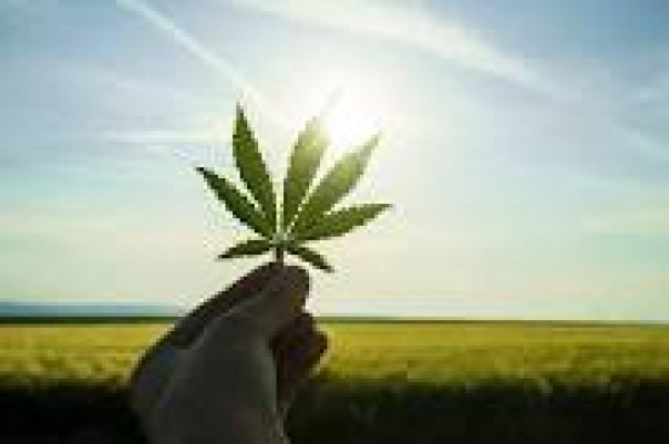 daun ganja/foto internet