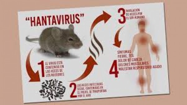 Hantavirus/Tribunews