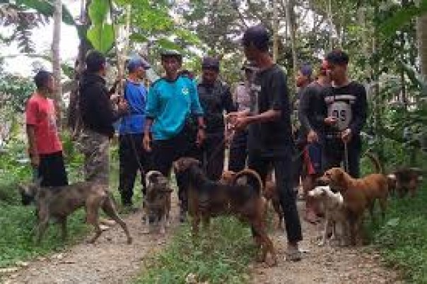 Masyarakat yang hobi buru babi di Sumbar/Kompas