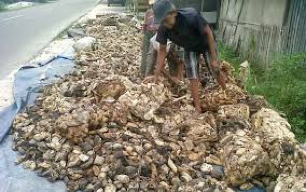 Petani karet sedang menjemur karet sebelum dijual ke pengumpul/internet