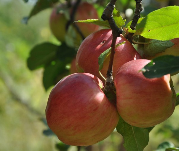 Ilustrasi pohon apel (Foto: Istimewa/internet)
