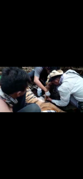 Petugas BKSD Riau sedang mengevakuasi harimau muda di Pelalawan/ist