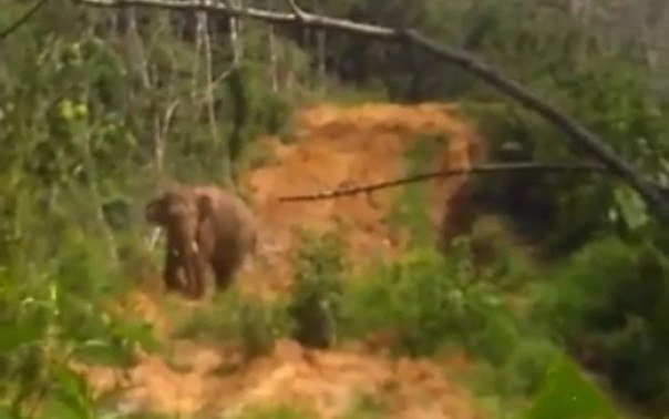 Seekor gajah liar berkelin jantan memasuki areal perkebunan milik warga sejak dua pekan terakhir. Warga berharap agar pihak terkait dapat menghalau gajah tersebut ke habitatnya. Foto di abadikan, Ahad 29 Maret 2020.