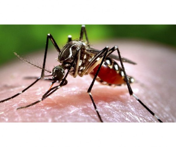 Ilustrasi (Foto: Istimewa/internet)