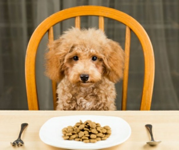 Ilustrasi makanan anjing. Foto: Shutterstock.