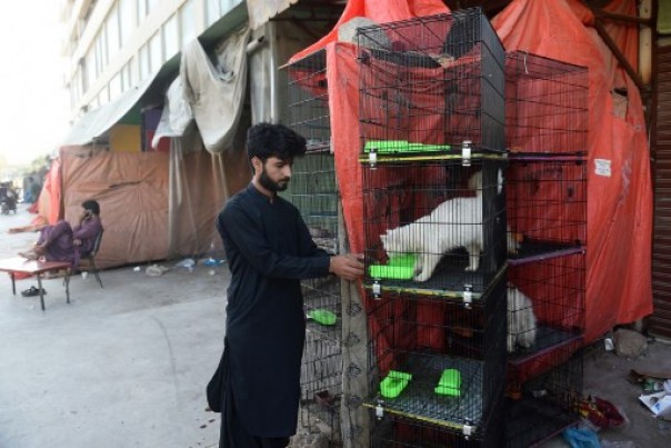 Ratusan Hewan Terlantar Ditemukan Mati di Pasar Hewan Pakistan