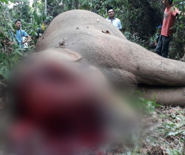 Gajah yang ditemukan mati di Inhu.