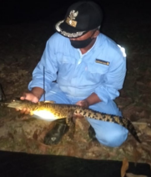 Kepala Desa Lancang Kuning Cholili Bunyani saat mengamankan buaya yang didapat warga (Suryakepri.com/ist)