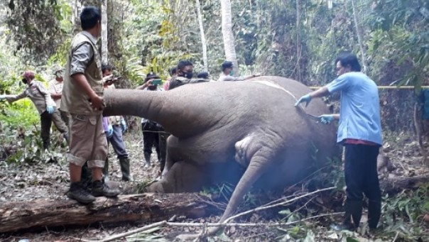 Tim medis BBKSDA Riau dan Ditkrimsus Polda Riau melakukan olah TKP dimana gajah liar ditemukan mati mengenaskan, Rabu 15 April 2020 lalu.