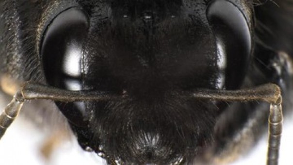 Lebah raksasa pembunuh dari Asia yang hijrah ke Amerika Serikat. 